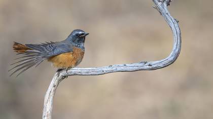 Kızılkuyruk » Common Redstart » Phoenicurus phoenicurus