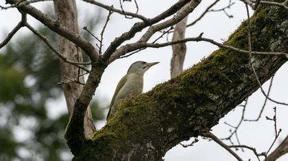 Küçük yeşil ağaçkakan » Grey-headed Woodpecker » Picus canus