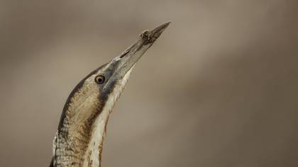 Balaban » Eurasian Bittern » Botaurus stellaris