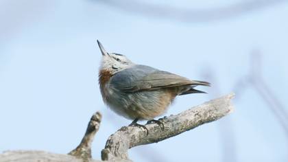 Krüper`s Nuthatch