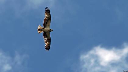 Osprey