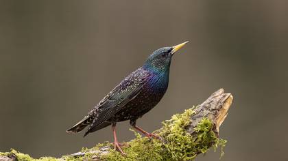 Common Starling