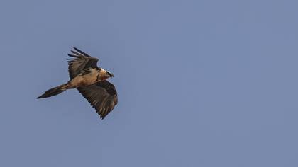 Sakallı akbaba » Bearded Vulture » Gypaetus barbatus