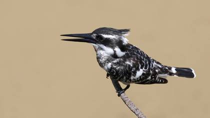 Alaca yalıçapkını » Pied Kingfisher » Ceryle rudis