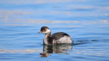 Karaboyunlu batağan » Black-necked Grebe » Podiceps nigricollis