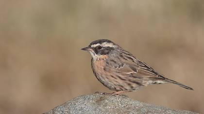 Radde`s Accentor