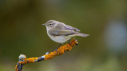 Çıvgın » Common Chiffchaff » Phylloscopus collybita