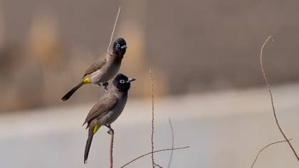 Arapbülbülü » White-spectacled Bulbul » Pycnonotus xanthopygos