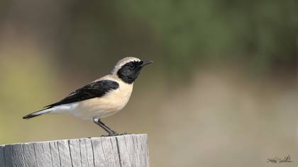 Karakulaklı kuyrukkakan » Black-eared Wheatear » Oenanthe melanoleuca