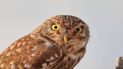 Kukumav » Little Owl » Athene noctua