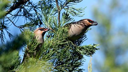 İpekkuyruk » Bohemian Waxwing » Bombycilla garrulus