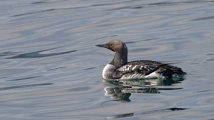 Karagerdanlı Dalgıç » Black-throated Loon » Gavia arctica