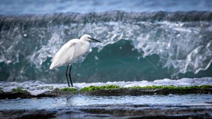 Küçük ak balıkçıl » Little Egret » Egretta garzetta