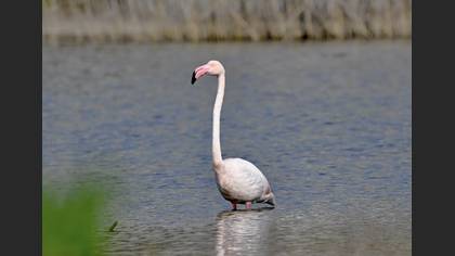 Flamingo