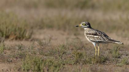 Kocagöz » Eurasian Stone-curlew » Burhinus oedicnemus