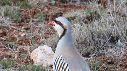 Kınalı keklik » Chukar Partridge » Alectoris chukar