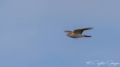 Atmaca » Eurasian Sparrowhawk » Accipiter nisus