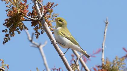 Orman çıvgını » Wood Warbler » Phylloscopus sibilatrix