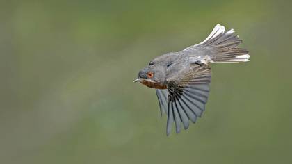Eastern Subalpine Warbler