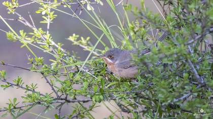 Bıyıklı ötleğen » Subalpine Warbler » Sylvia cantillans