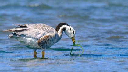 Hint Kazı » Bar-headed Goose » Anser indicus