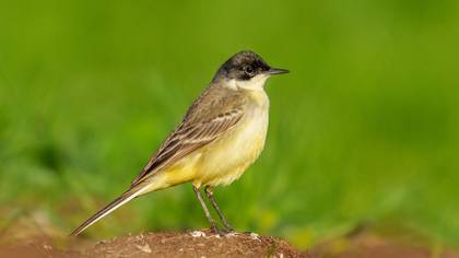 Sarı kuyruksallayan » Western Yellow Wagtail » Motacilla flava