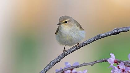 Çıvgın » Common Chiffchaff » Phylloscopus collybita