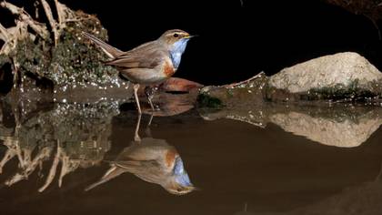 Mavigerdan » Bluethroat » Luscinia svecica