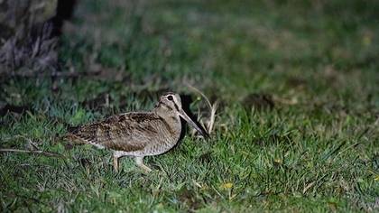 Çulluk » Eurasian Woodcock » Scolopax rusticola