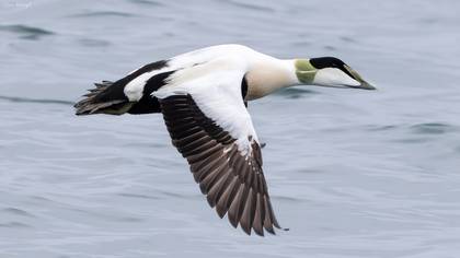Pufla » Common Eider » Somateria mollissima