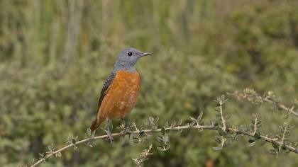 Taşkızılı » Common Rock Thrush » Monticola saxatilis