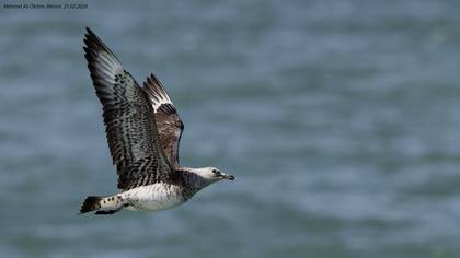 Korsanmartı » Parasitic Jaeger » Stercorarius parasiticus