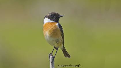 Taşkuşu » European Stonechat » Saxicola rubicola