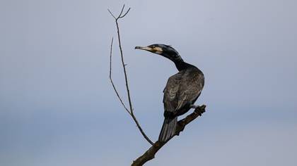 Karabatak » Great Cormorant » Phalacrocorax carbo