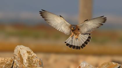 Küçük kerkenez » Lesser Kestrel » Falco naumanni