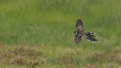 Tepeli guguk » Great Spotted Cuckoo » Clamator glandarius