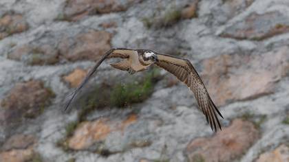 Balık kartalı » Osprey » Pandion haliaetus