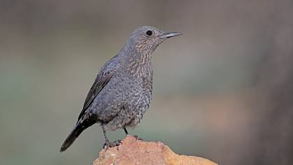 Gökardıç » Blue Rock Thrush » Monticola solitarius