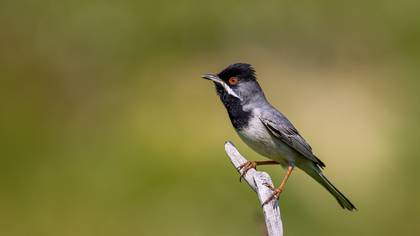 Karaboğazlı ötleğen » Rüppell`s Warbler » Sylvia ruppeli