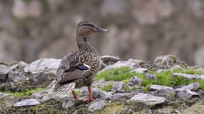 Yeşilbaş » Mallard » Anas platyrhynchos