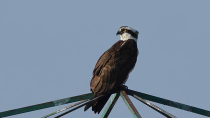 Balık kartalı » Osprey » Pandion haliaetus