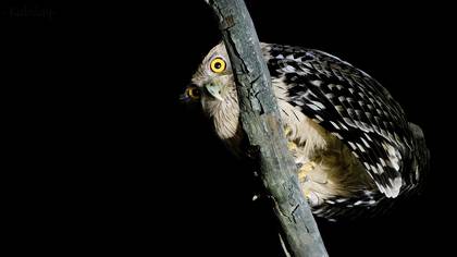 Balık baykuşu » Brown Fish Owl » Ketupa zeylonensis