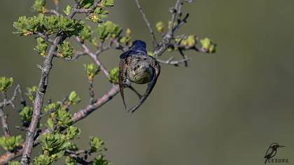 Boyunçeviren » Eurasian Wryneck » Jynx torquilla
