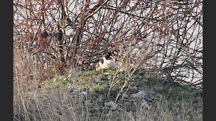 Poyrazkuşu