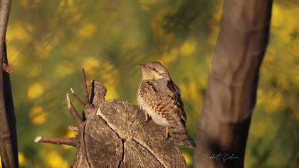 Boyunçeviren » Eurasian Wryneck » Jynx torquilla