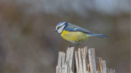 Mavi baştankara » Eurasian Blue Tit » Cyanistes caeruleus