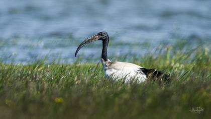Kutsal Aynak » African Sacred Ibis » Threskiornis aethiopicus
