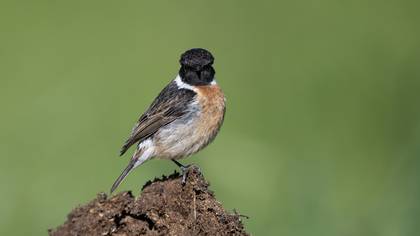 Taşkuşu » European Stonechat » Saxicola rubicola