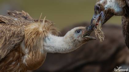 Kızıl akbaba » Griffon Vulture » Gyps fulvus