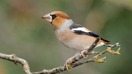 Kocabaş » Hawfinch » Coccothraustes coccothraustes